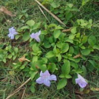 Ruellia prostrata Poir.